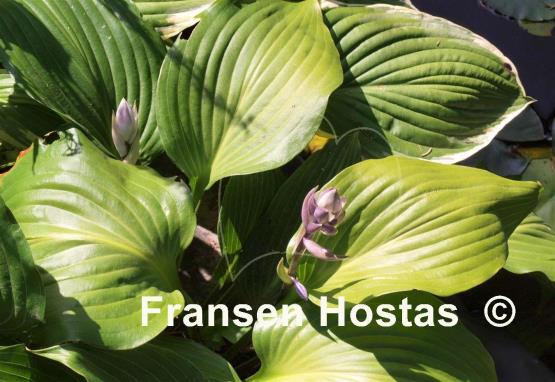 Hosta rupifraga 'Tetra'